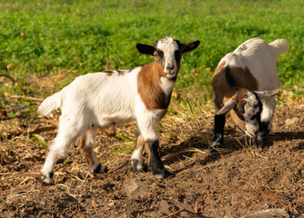 Obraz premium swiss baby goat outside