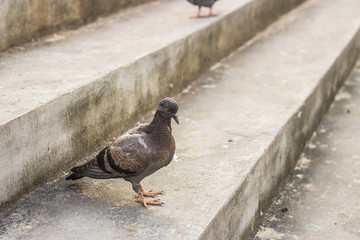Obraz premium pigeons on the street
