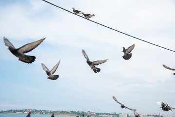 Seagull