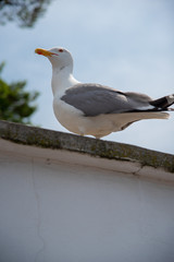 Seagull