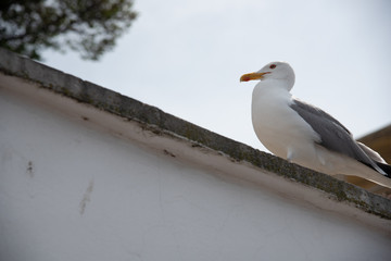 Seagull