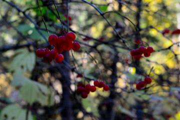 mountain ash in the forest close-up