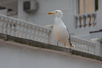 Seagull