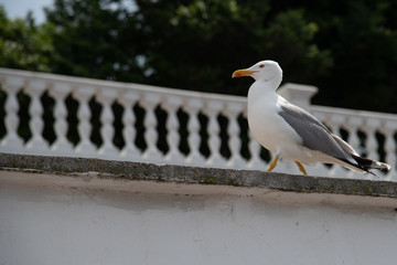Seagull