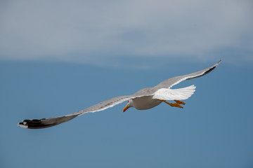 Seagull