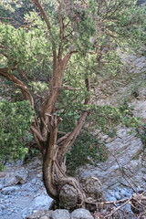 Samaria Gorge landscape at Crete in Greece. old pine tree growing.