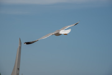 Seagull