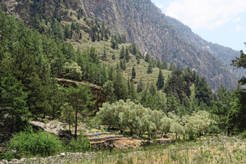 Samaria Gorge landscape at Crete, Greece. olive tree plantation of old village Samaria.