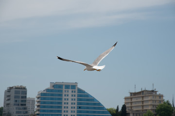 Seagull