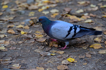 The dove among the autumn leaves