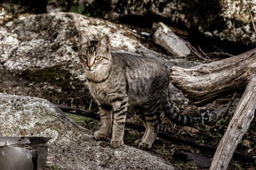 Gato as Riscas