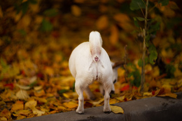 Asshole of white dog in autumn forest.