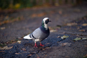 Nice dove in autumn orange forest.