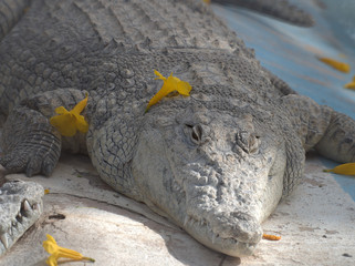 crocodile in water