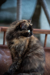 Brown cat