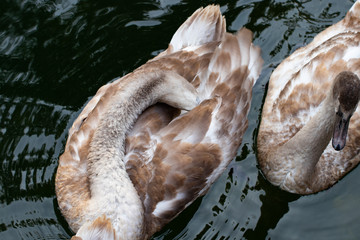 swans on a lake. Beautiful white swan with the family in swan lake, romance, seasonal postcard