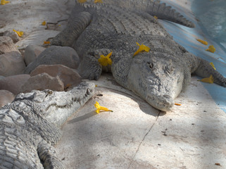 crocodile in the water