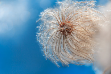 Fluffy Wildflower on a blue background