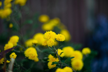Obraz premium Yellow chrysanthemums with blurred background and very soft focus. Art idea.