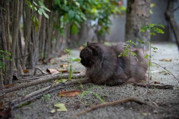 Brown cat