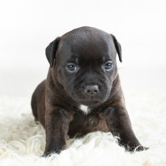 Obraz premium English Staffordshire bull Terrier puppy 
