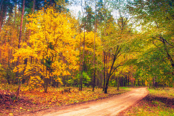 Fototapeta premium Road in autumn forest. Nature landscape. Fall