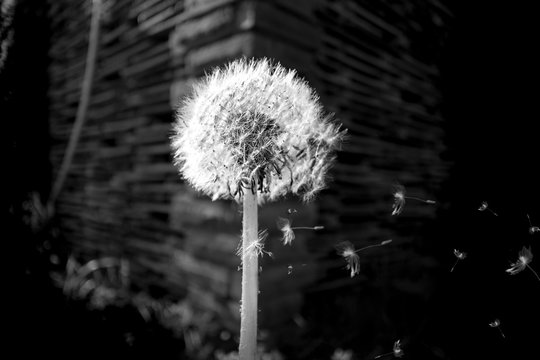 Black White Photo Dandelion