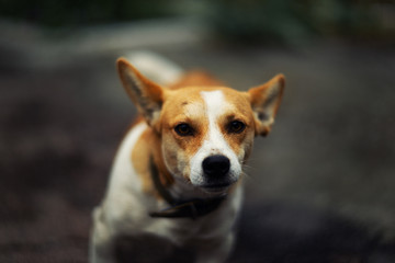 temperamental dog breed Jack Russell Terrier