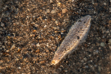 Sea Cucumber on the beach