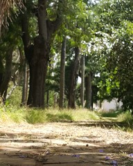 foret  à rabat durant le printemps