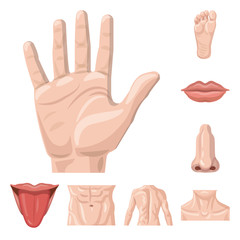 Obraz premium Vector illustration of human and part icon. Collection of human and woman stock vector illustration.