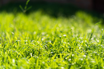 Very green and fresh grass. Symbol of freshness and natural. Brightness and hue colour. Close-up view.