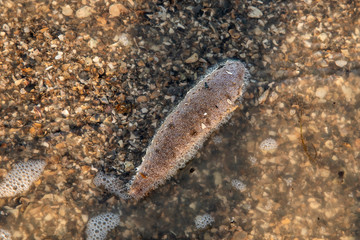Sea Cucumber on the beach