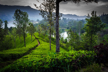 tea plantation