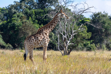 Giraffe
