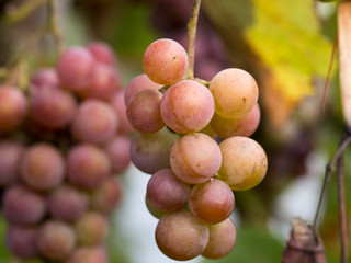 Autumn harvest of grapes