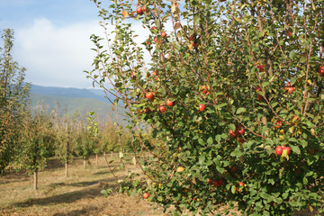 Fototapeta na wymiar Bio Garden, Sheki, Azerbaijan, October, 2018.