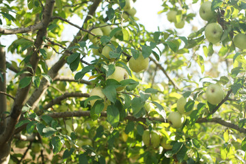 Bio Garden, Sheki, Azerbaijan, October, 2018.