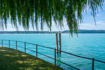 Germany, Lake constance under green willow tree