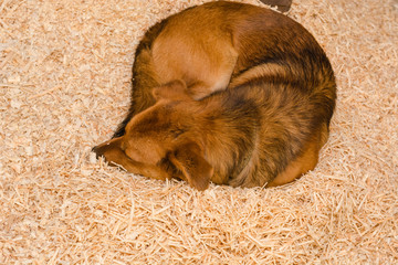 Red dog sleeps on sawdust. The dog is sleeping.