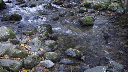 stream in forest