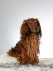 Longhaired Dachshund in a studio. Image with white background.