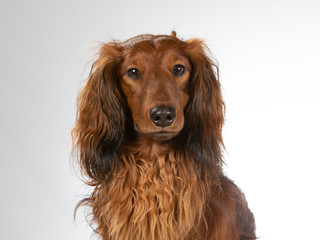 Longhaired Dachshund in a studio. Image with white background.