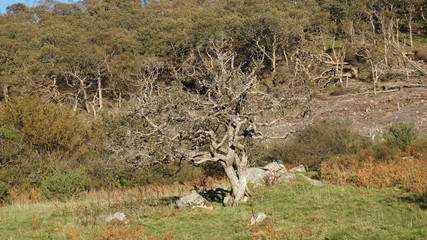 tree