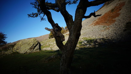Fototapeta premium tree