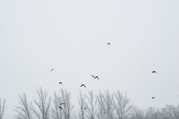 Winter landscape - snow storm, snow covered trees and black birds