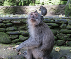 Obraz premium A monkey looking curiously at the Ubud Monkey Forest Temple in Bali, Indonesia
