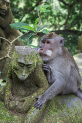 Adorable grey monkey sitting next to a monkey statue at the Ubud Monkey Forest Temple in Bali, Indonesia