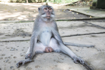 Funny monkey takes a seat and stretches the legs at the Ubud Monkey Forest Temple in Bali, Indonesia