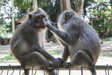 A grooming monkey gets a cleaning at the Monkey Forest Temple in Bali, Indonesia in Ubud